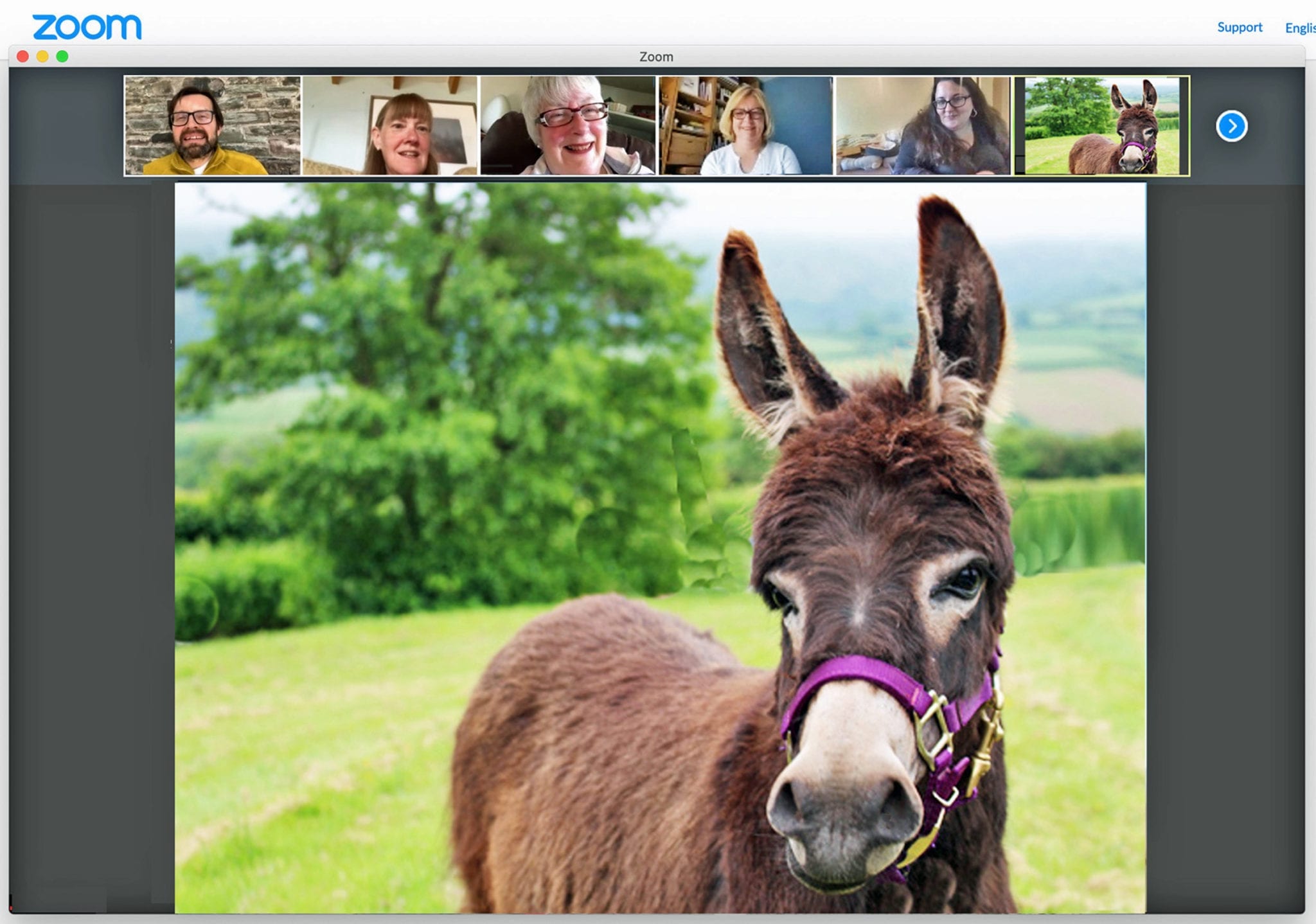 virtual-encounters-with-animals-to-raise-funds-for-the-nhs