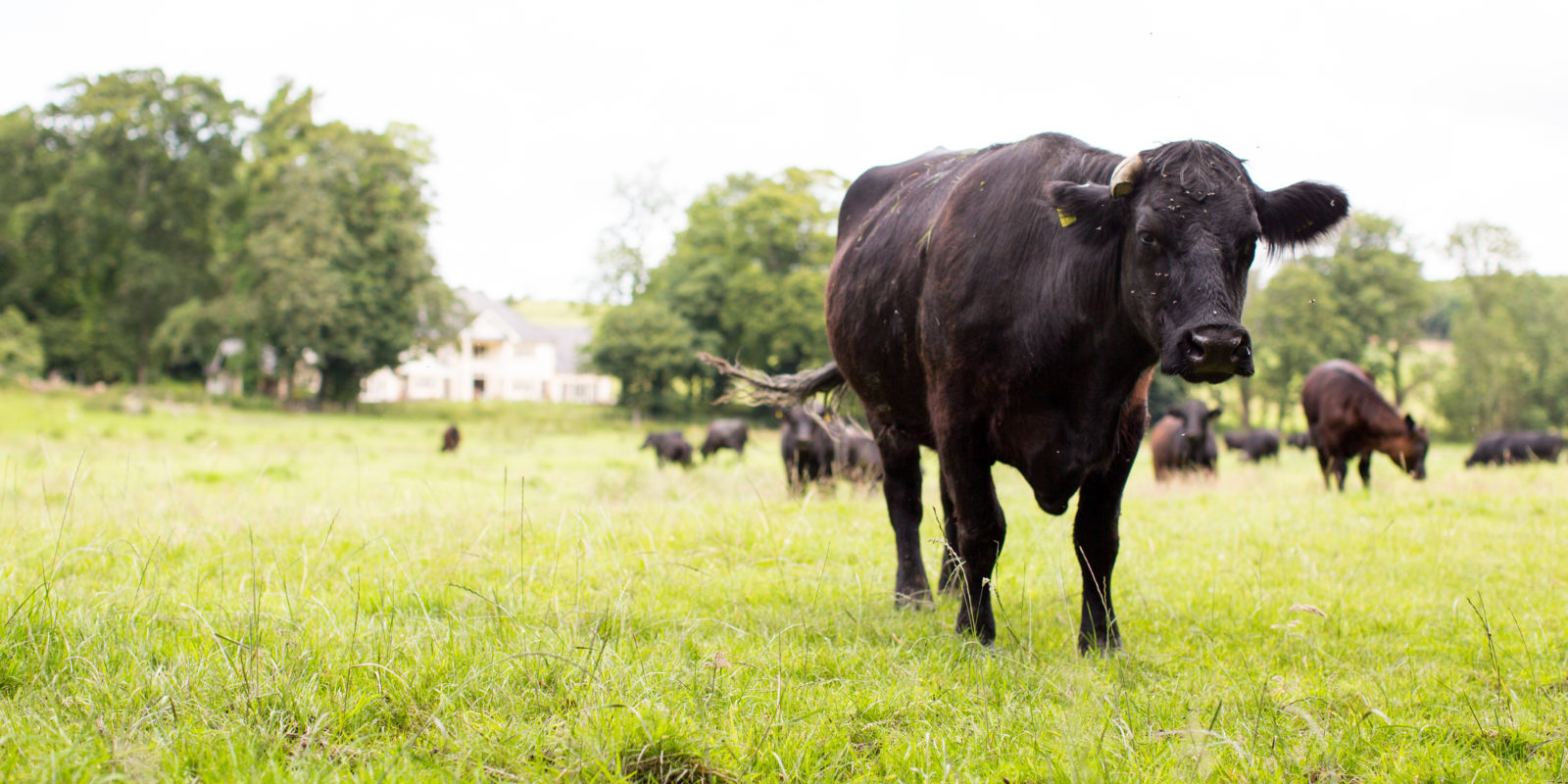 mixed-farming-research-to-address-climate-change-challenges