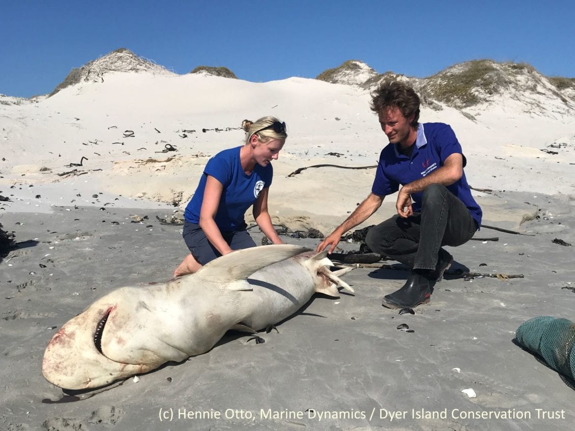 Diving with great white sharks all in a day’s work for Bangor ...