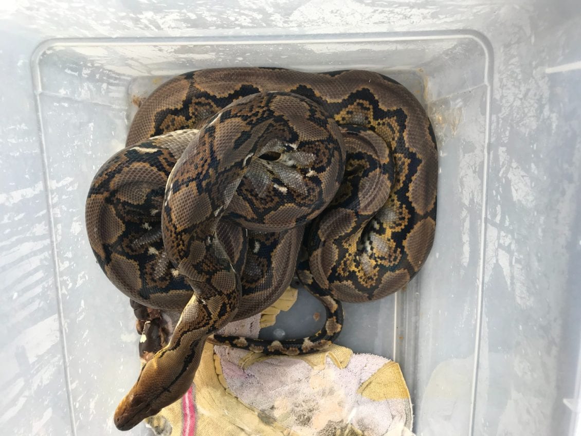 8-foot-long-python-found-straying-on-merthyr-farm