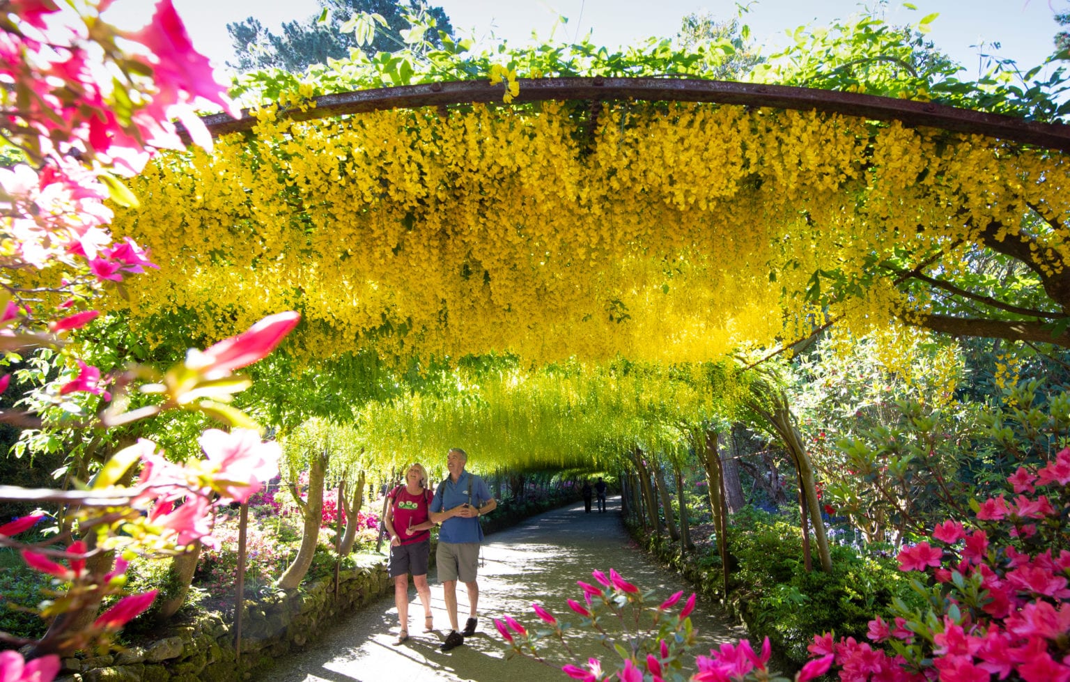 everything-you-need-to-know-about-visiting-the-laburnum-arch-at-bodnant