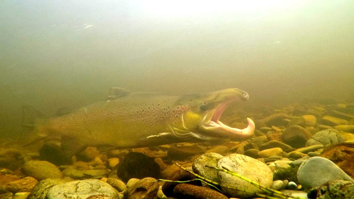 Wildlife Photographer Captures Incredible Images Of Salmon Spawning On 