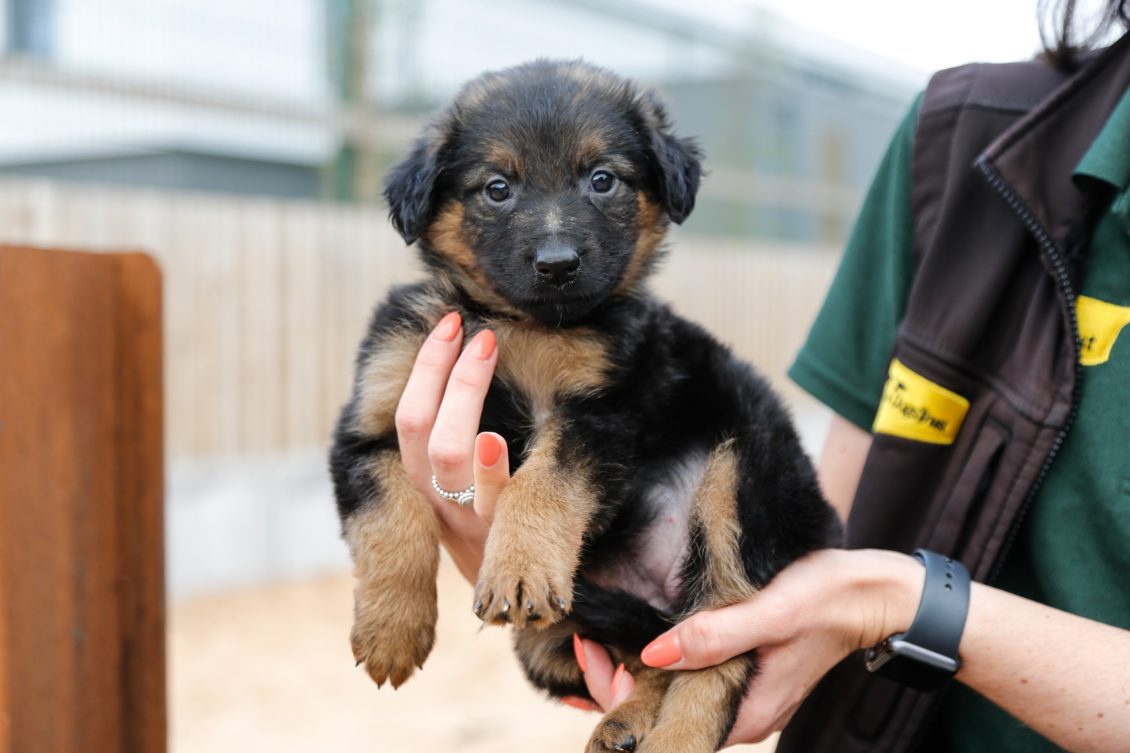 Dogs trust german shepherd fashion