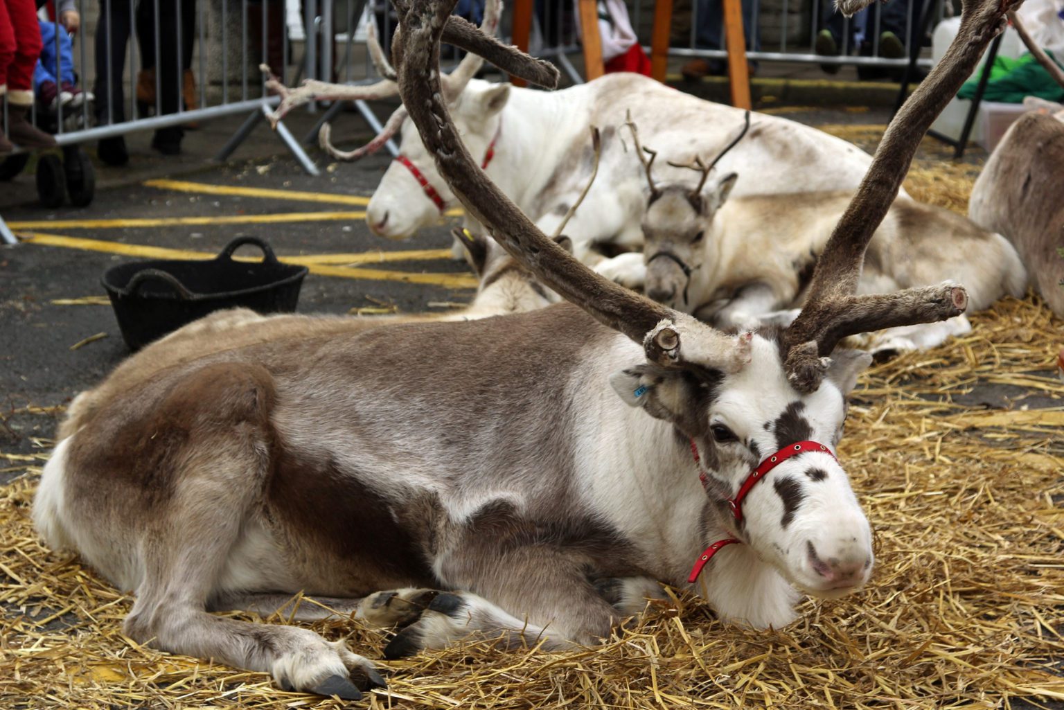 Family fun events announced for Royal Welsh Winter Fair