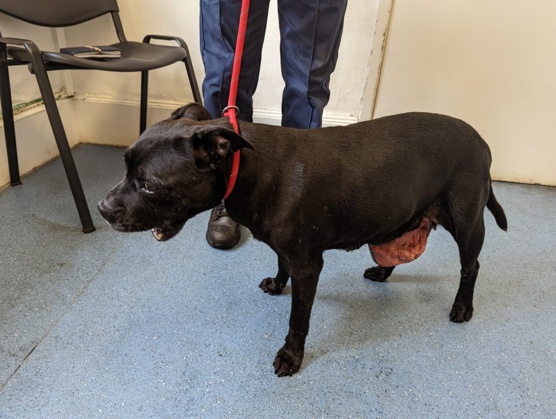 Cardiff man caused dog with ulcerated and infected mass to suffer